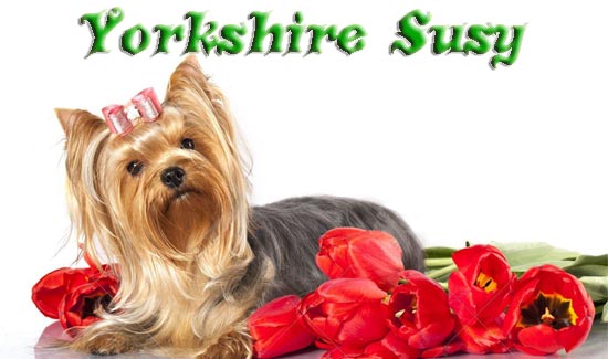 Yorkshire Susy