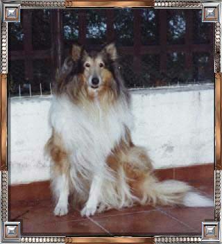 Krizia - cane di razza Collie