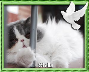 Stella