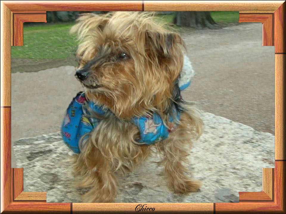 chicco